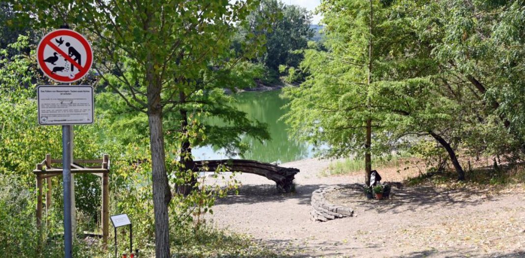 Blaualgen im Schwanenteich: Koblenz warnt vor Kontakt für Menschen und Hunde