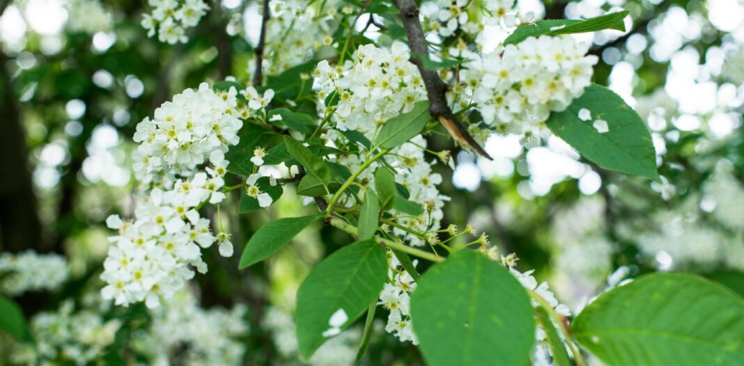 Koblenz ergänzt neu gestaltete Südallee um 54 Vogelkirschen Koblenz ergänzt neu gestaltete Südallee um 54 Vogelkirschen