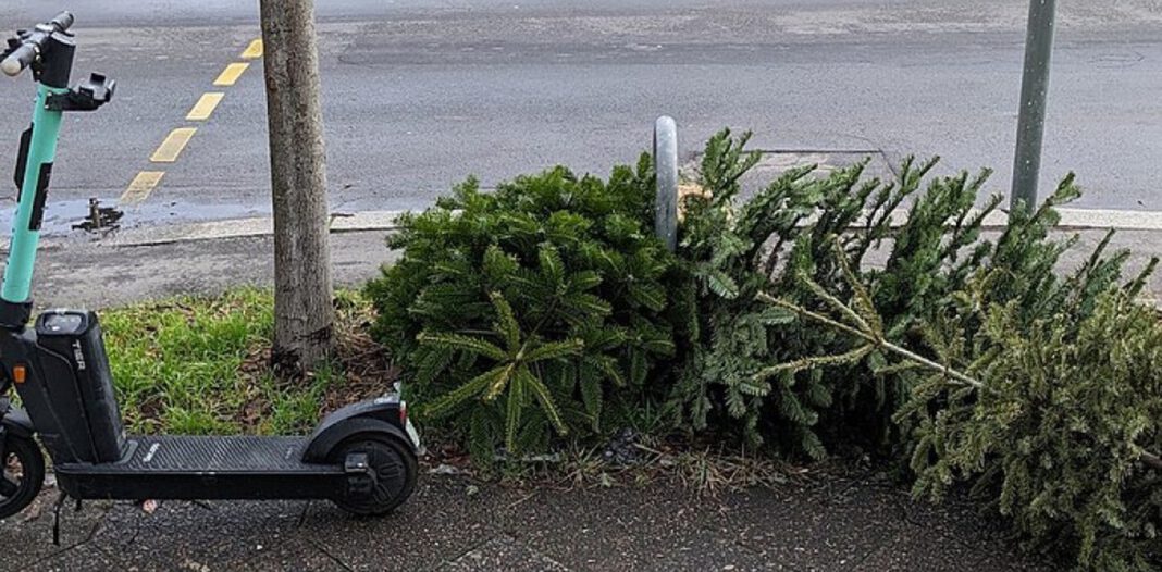Koblenz sammelt Weihnachtsbäume: Straßenabfuhr startet im Januar und läuft bis Februar