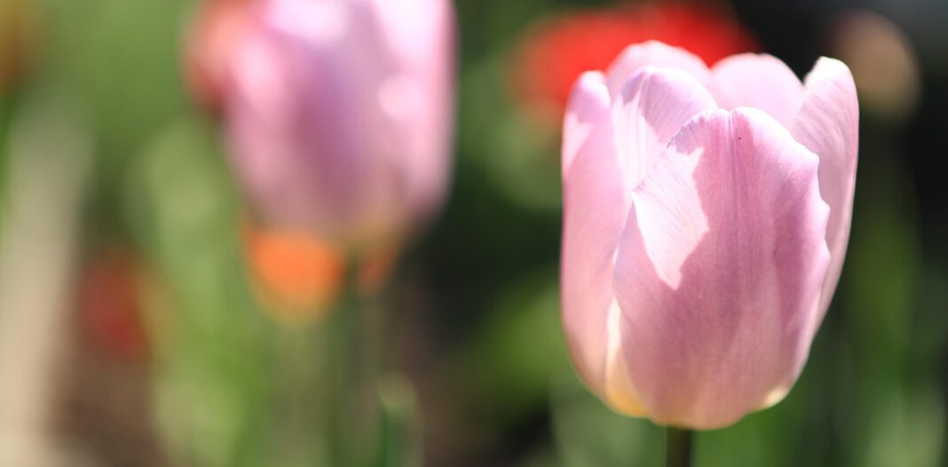 Langenberger Frühling 2023: Rückblick Auf Veranstaltungen, Highlights Und Ergebnisse