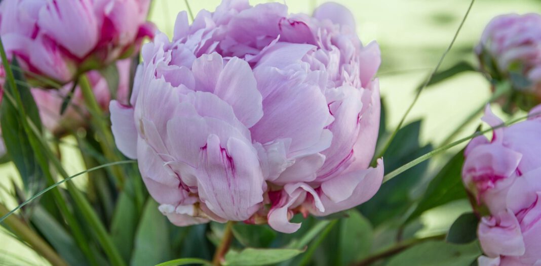 Pfingstmarkt Widdern 2023 – Programm, Highlights und Besuchertipps