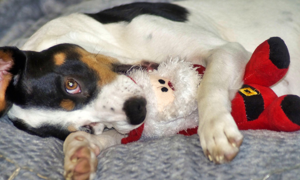 Tierheim Koblenz: Neuzugänge 2023 - Wenn aus Schicksalen Hoffnung wird