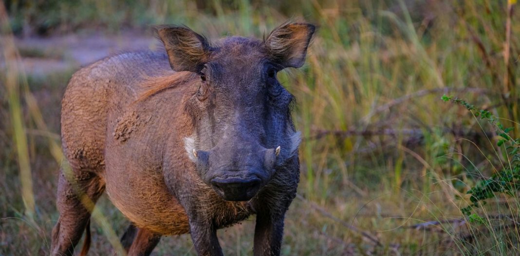 Wildschweine wühlen Grabflächen auf dem Hauptfriedhof auf