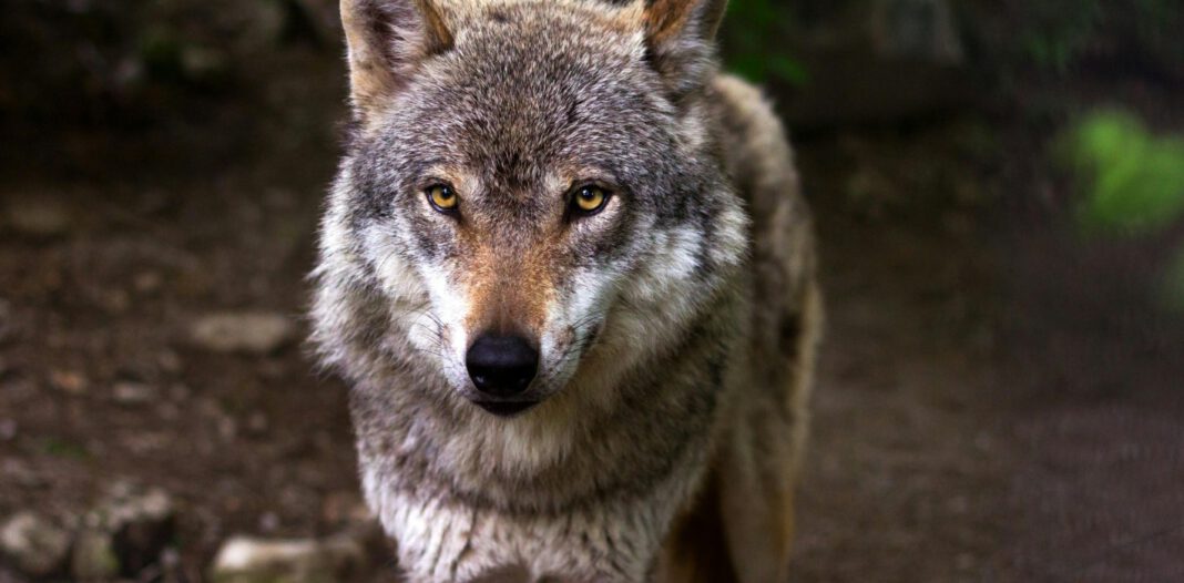Wolf während Drückjagd im Lahnsteiner Revier gesichtet Wolf während Drückjagd im Lahnsteiner Revier gesichtet